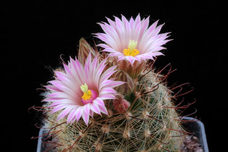 Mammillaria wilcoxii L1079