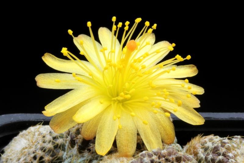 Copiapoa laui 