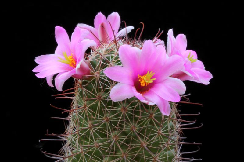 Mammillaria alamensis 