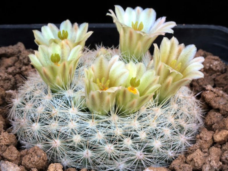 Mammillaria candida v. estanzuelensis Z 27