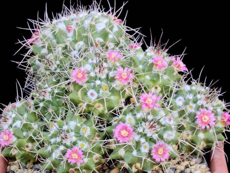 Mammillaria compressa ssp. centralifera BZ 27