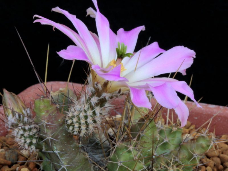 Echinocereus  pentalophus ssp. procumbens 