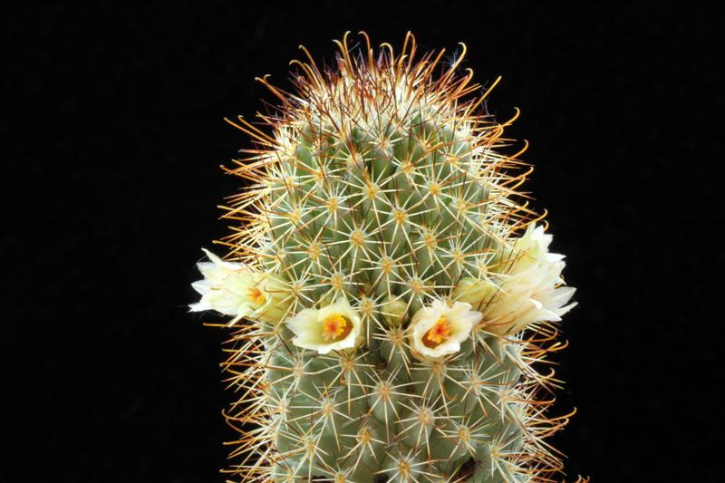 Mammillaria armillata Z 157