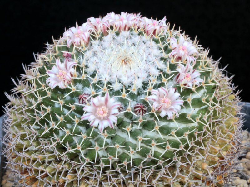 Mammillaria eumorpha Repp 2264