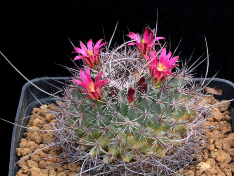 Mammillaria mystax Z 78