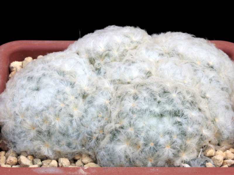 Mammillaria plumosa 
