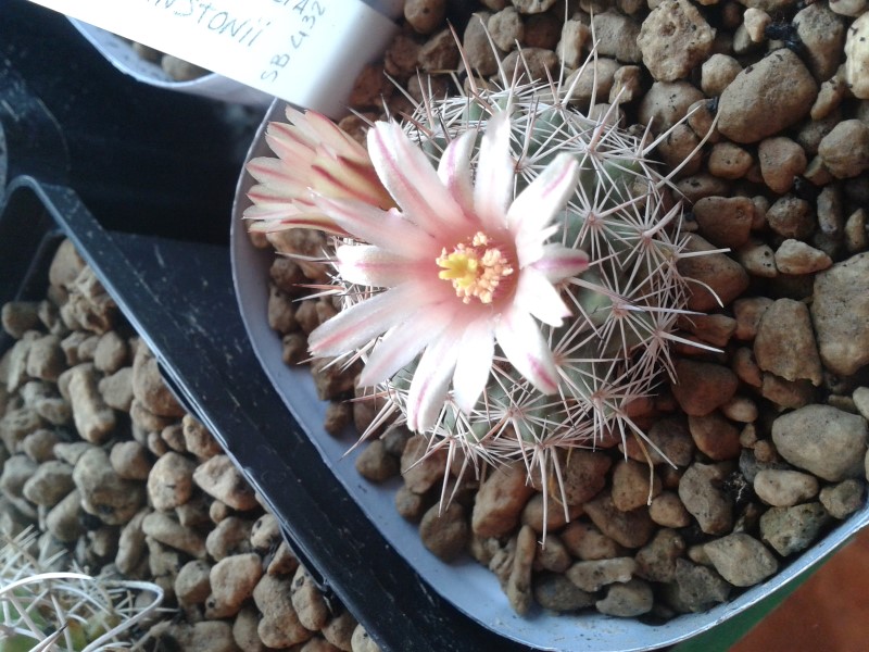 Mammillaria johnstonii SB 432