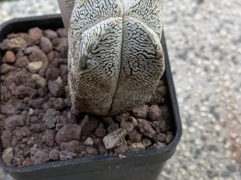 astrophytum myriostigma f. quadricostatum cv. onzuka