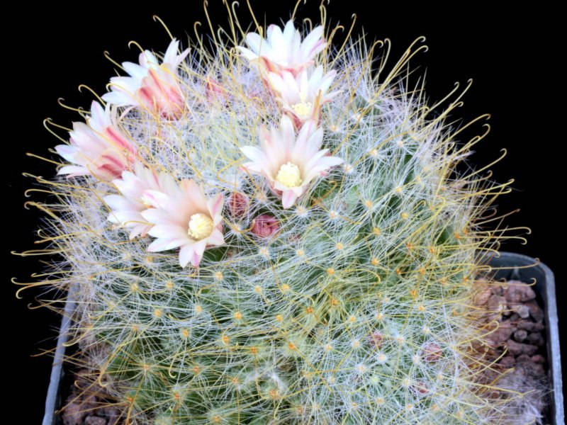 Mammillaria aurihamata 