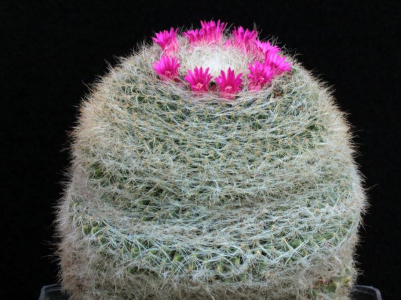 Mammillaria hahniana 