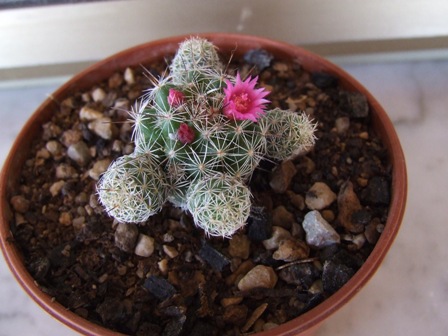 Mammillaria vetula gracilis 