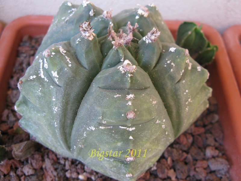 astrophytum myriostigma f. variegatum cv. kikko hakuun