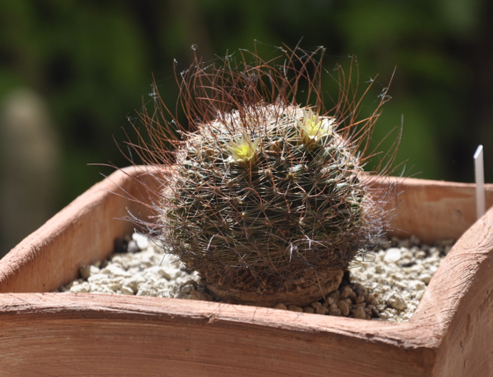 Mammillaria lewisiana 