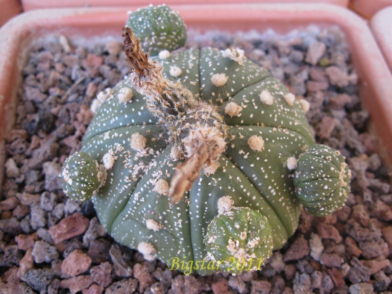 astrophytum asterias cv. prolifera