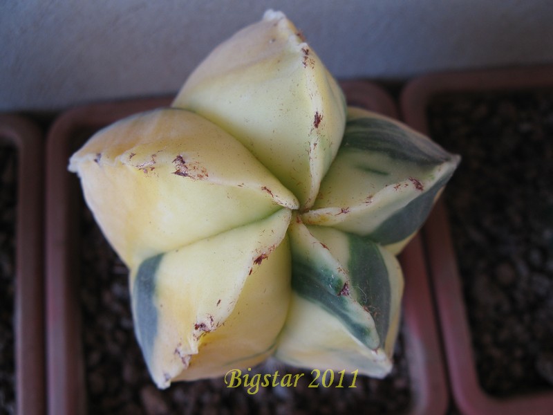 Astrophytum myriostigma f. variegatum 