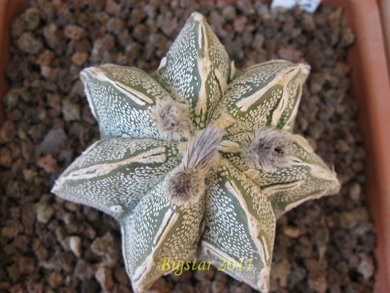 astrophytum myriostigma cv. hakuun hanya fukuryu haku-jo