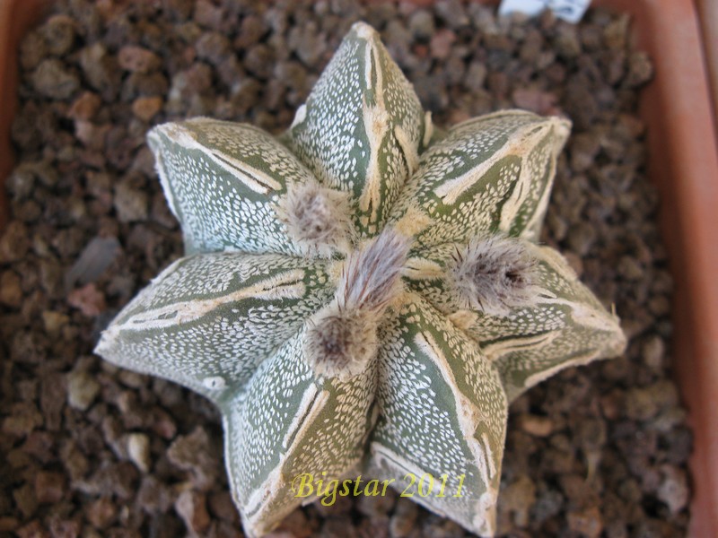 Astrophytum myriostigma cv. hakuun hanya fukuryu haku-jo 