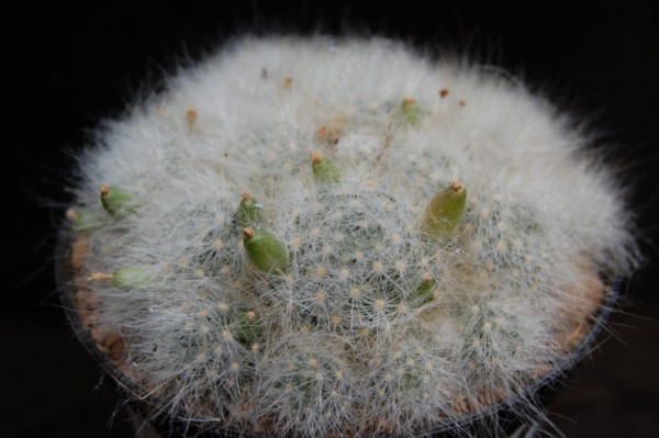 Mammillaria glassii MK 89.324