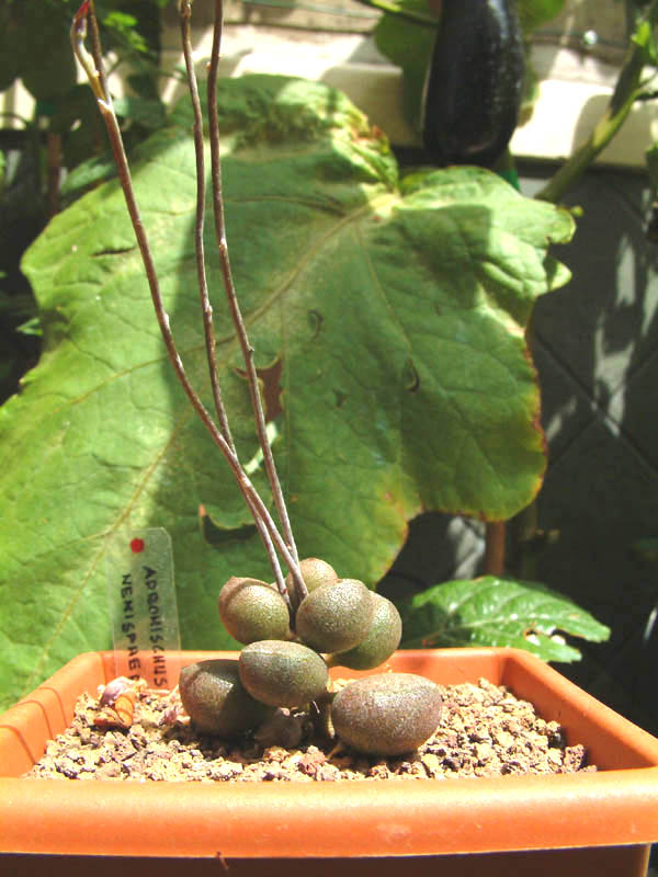 Adromischus marianae cv. little sphaeroid 