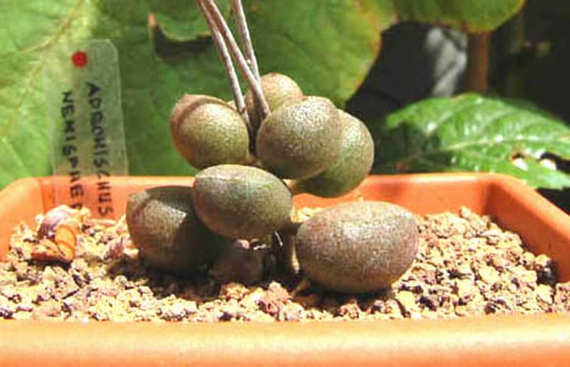 Adromischus marianae cv. little sphaeroid 