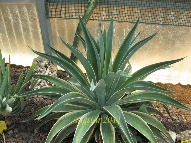 agave desmettiana