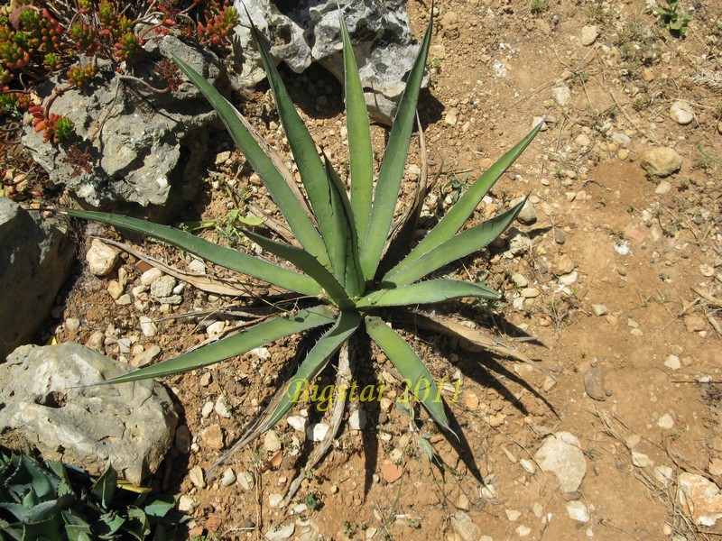 Agave difformis 