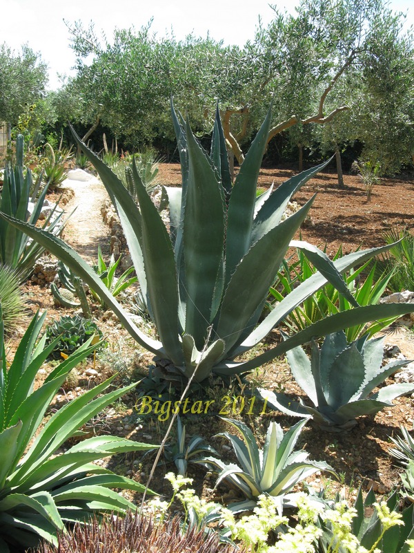 agave ingens