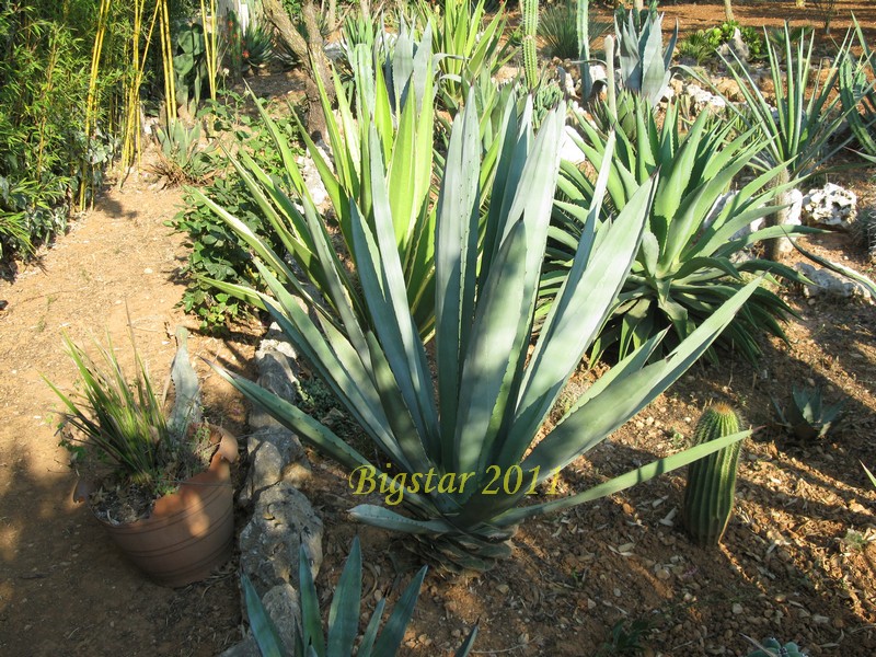 Agave sisalana 