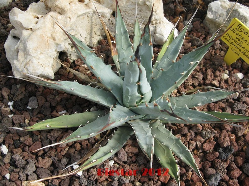 Agave utahensis v. nevadensis 