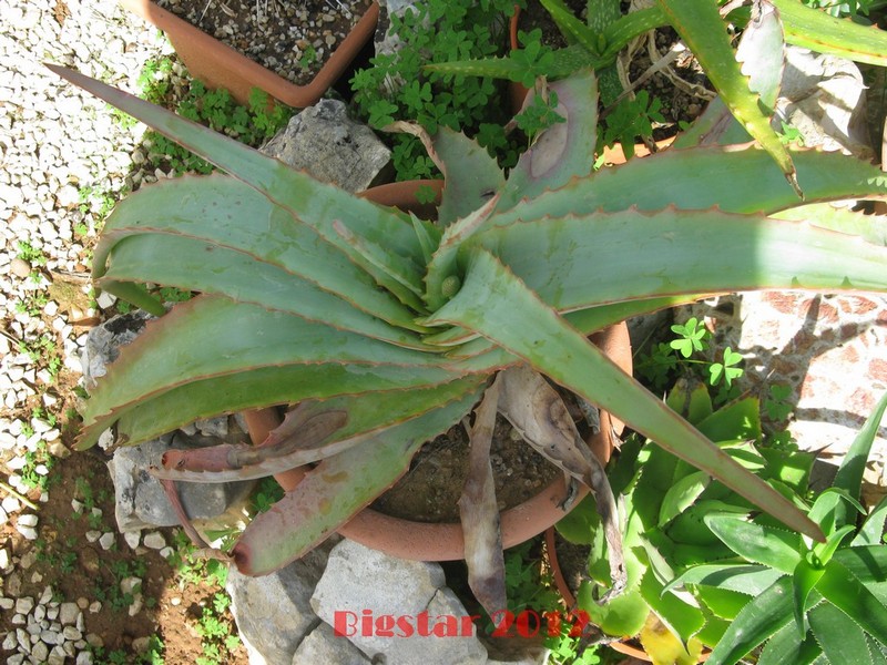 aloe hardyi