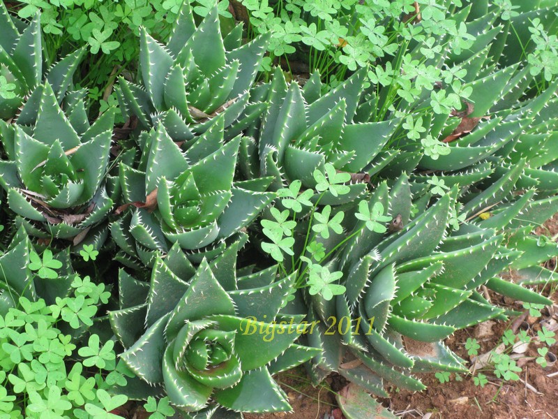 Aloe mitriformis 