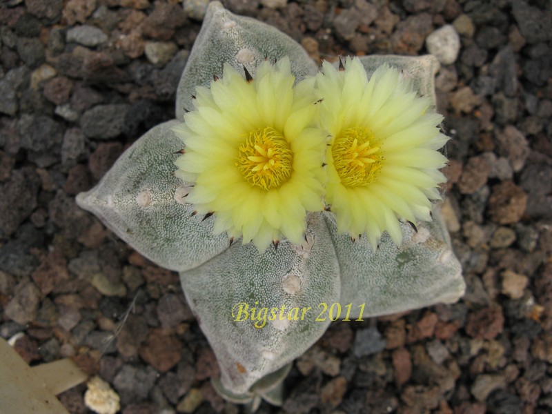 Astrophytum myriostigma 