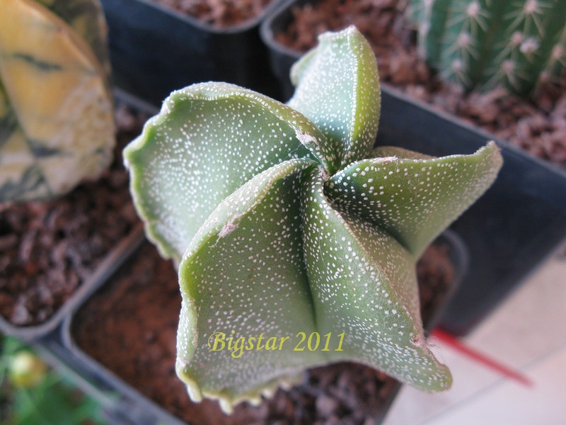 Astrophytum myriostigma f. spiralis 