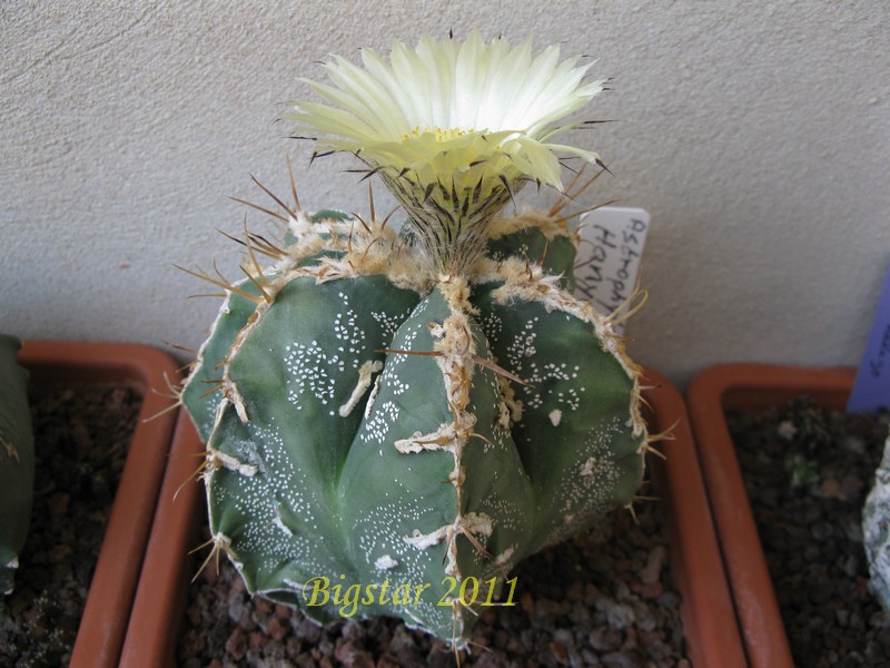 Astrophytum ornatum cv. hannya fukuryu haku-jo 