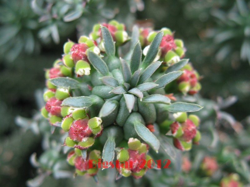 Euphorbia caput-medusae 