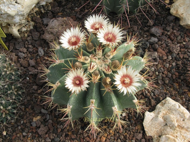 Ferocactus latispinus v. spiralis 