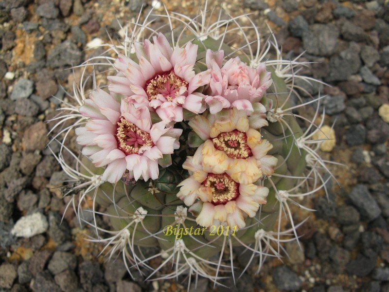 Gymnocalycium pflanzii v. albipulpa 