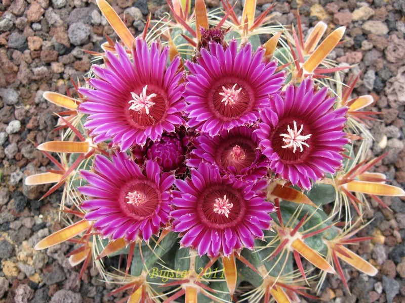 Ferocactus latispinus 