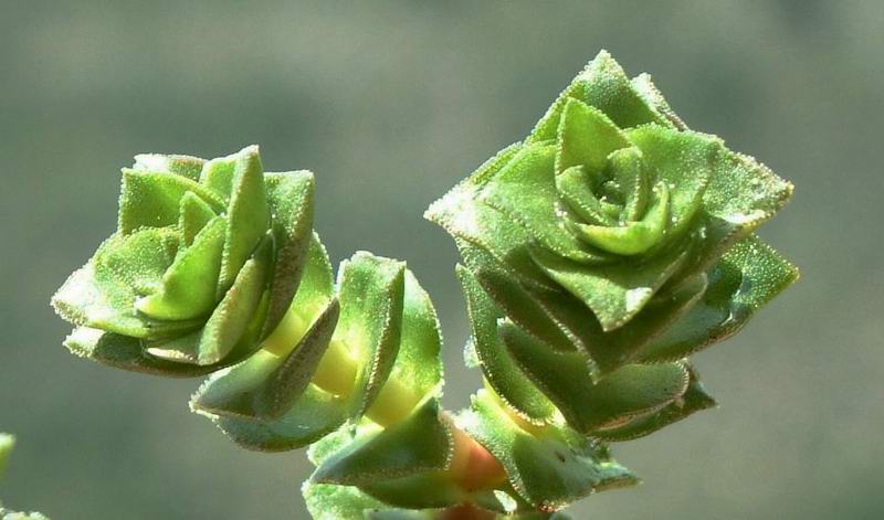 Crassula perforata 