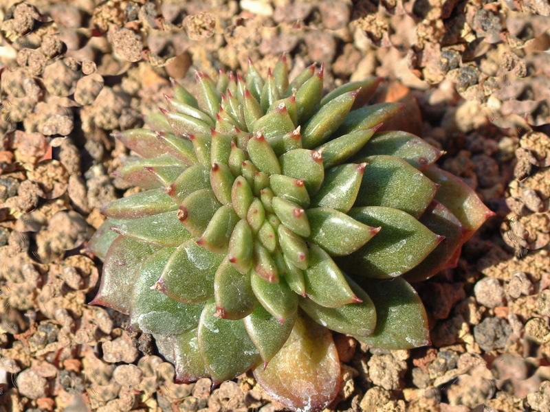 Echeveria agavoides f. cristata 