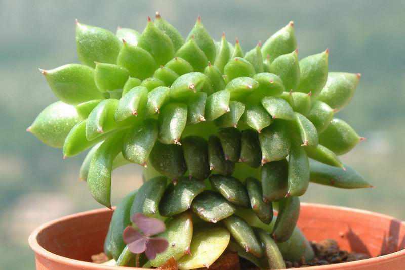 Echeveria agavoides f. cristata 