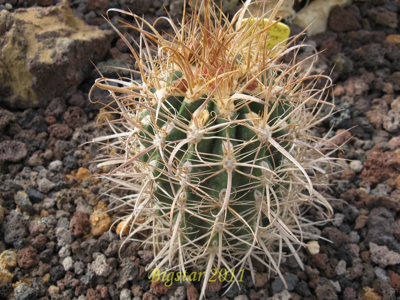 Ferocactus cv. bigstar 