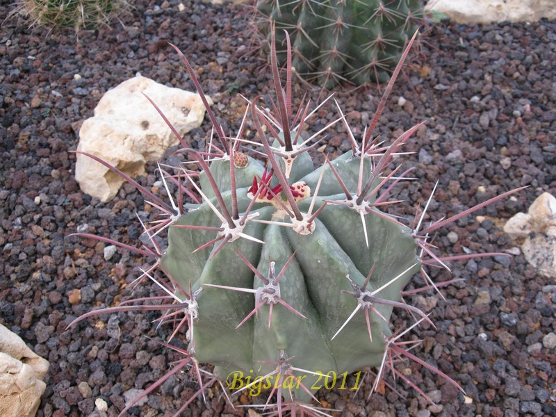 Ferocactus californicus 