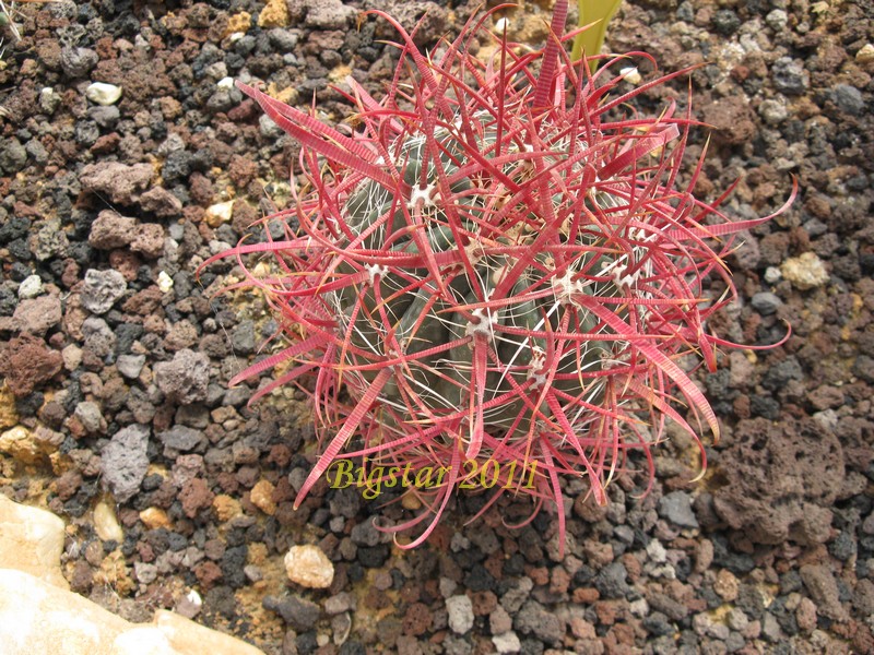Ferocactus gracilis v. coloratus SB 1283