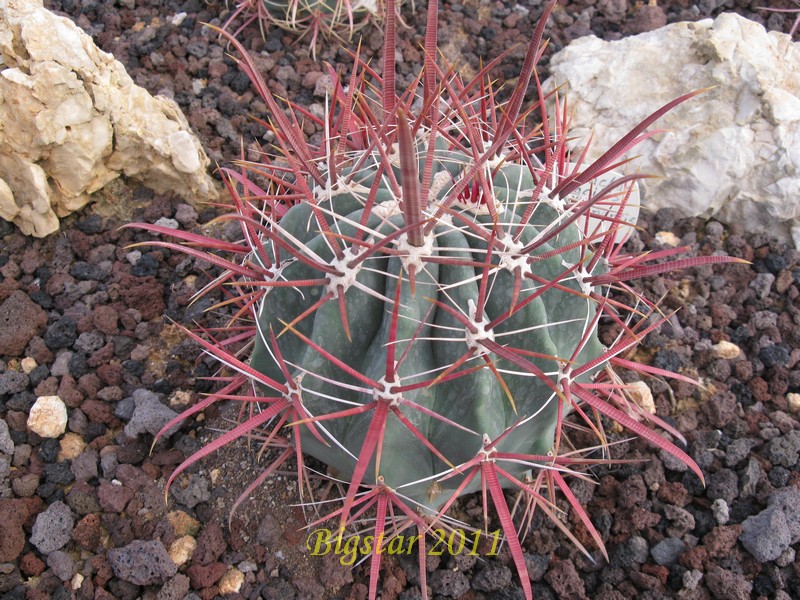 Ferocactus gracilis v. viscainensis 