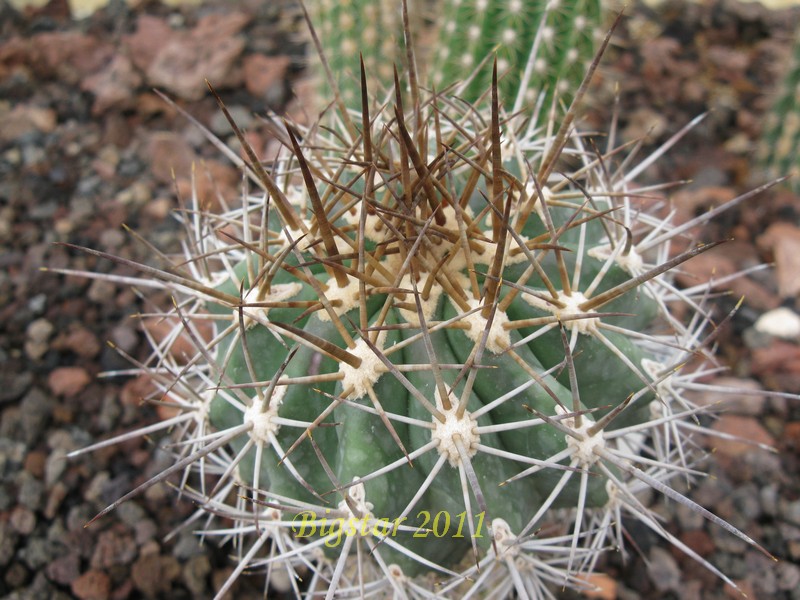 Ferocactus lindsayi PP 1157