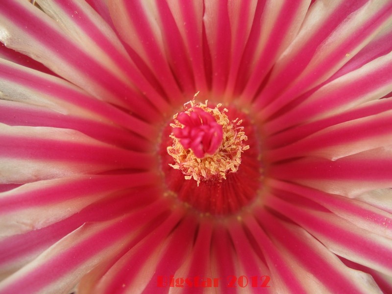 Ferocactus peninsulae v. townsendianus PP 151