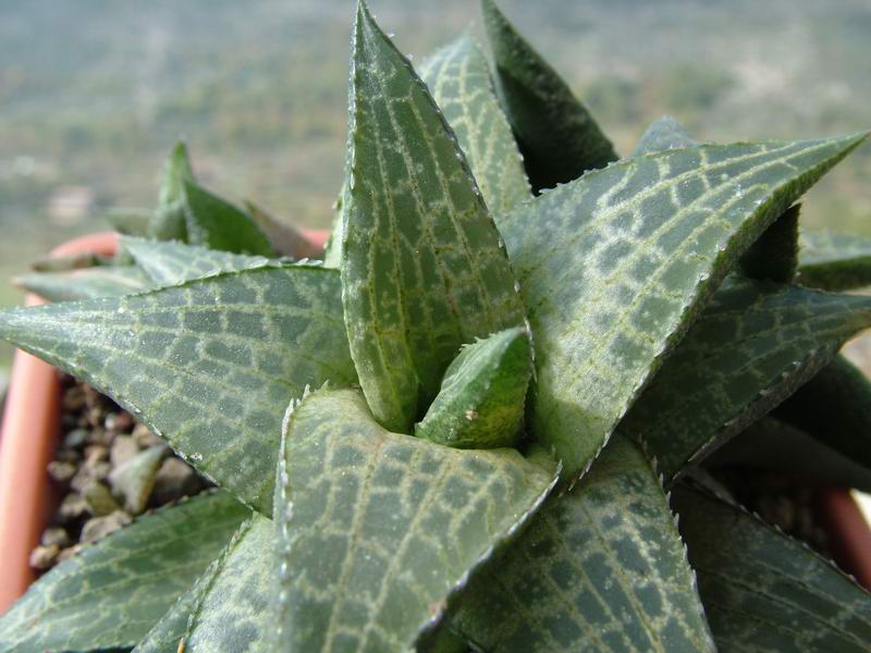 haworthia venosa v. tessellata