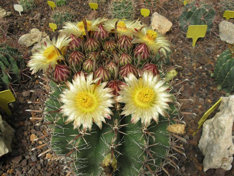 Ferocactus herrerae 