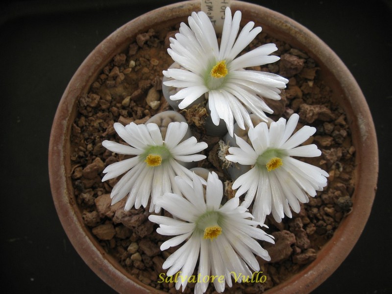 Lithops karasmontana 